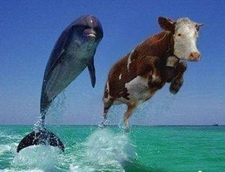 vache
